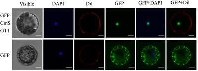 Improved Powdery Mildew Resistance of Transgenic Nicotiana benthamiana Overexpressing the Cucurbita moschata CmSGT1 Gene